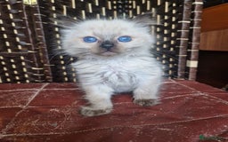 Ragdoll cats for sale: 1 sweet Ragdoll boy looks for a loving family  - Image 11