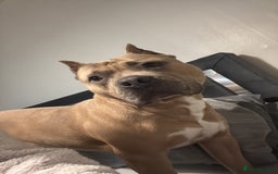 American Bully dogs for stud: American pocket muscle tone bully  - Advert 7