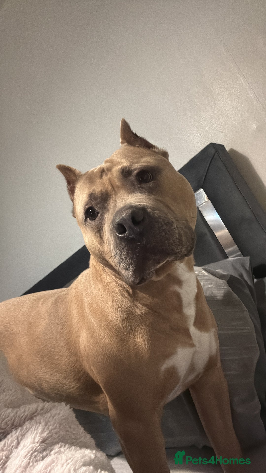 American Bully dogs for stud: American pocket muscle tone bully  - Advert 7