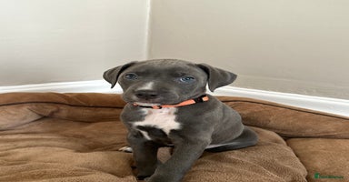 Mixed Breed dogs - Advert 12