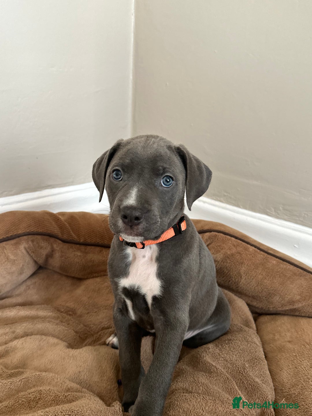 Mixed Breed dogs for sale: Staff x cane corso merle and grey pups for sale  - Image 2