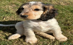 Cocker Spaniel dogs for sale: Stunning Pedigree KC Show Cocker Puppies  - Image 13