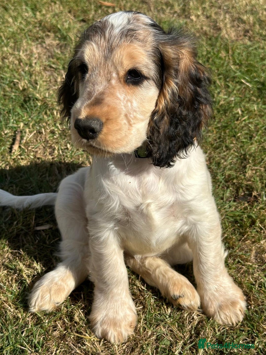 Cocker Spaniel dogs for sale: Stunning Pedigree KC Show Cocker Puppies  - Image 13