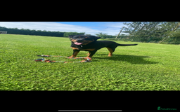 Rottweiler dogs for sale: Beautiful Rottweiler Female - Image 3