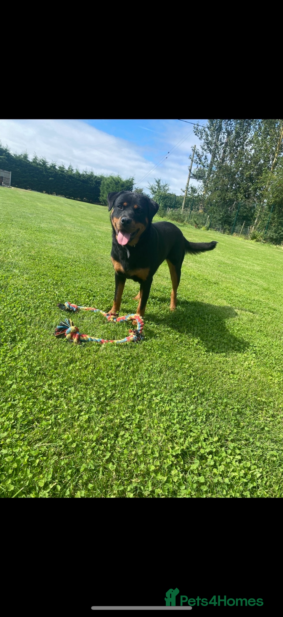 Rottweiler dogs for sale: Beautiful Rottweiler Female - Image 3