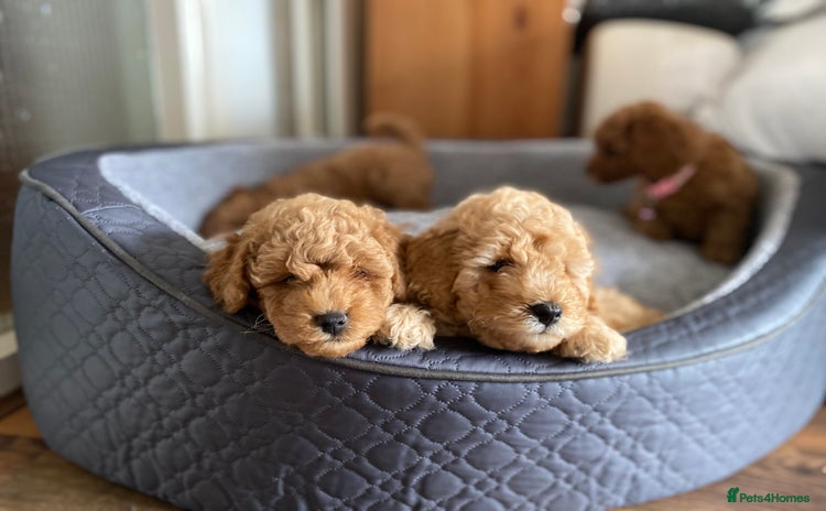 Cockapoo dogs - Advert 8