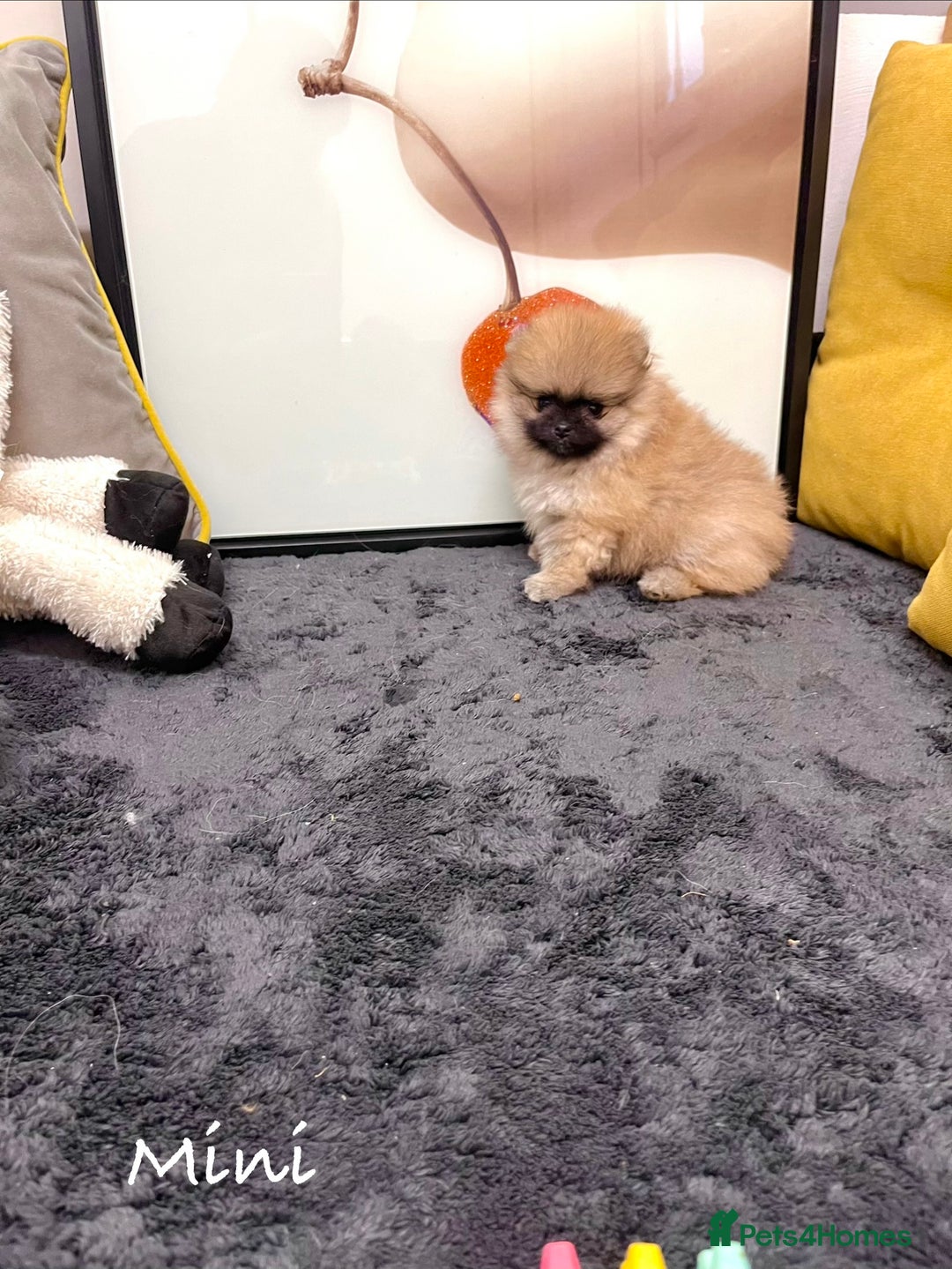 Pomeranian dogs for sale: 🔥🔝 Quality 🏆Championship 🧸Teddy Bears - Advert 3