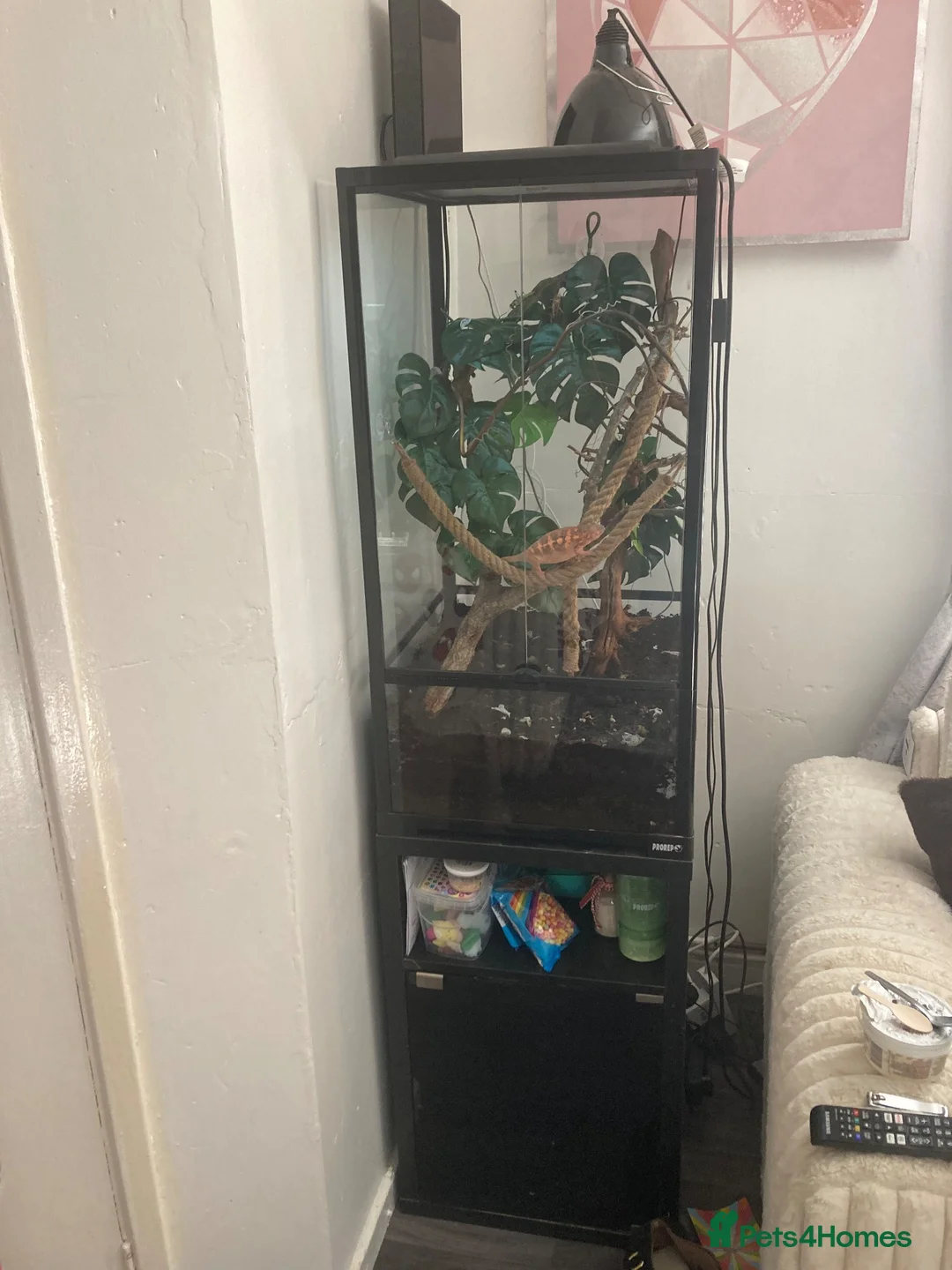 Chameleon reptiles for sale: Female ambanger chemilion  - Advert 1