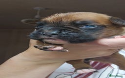 Boxer dogs for sale: *** ONLY 2 LEFT!!! *** - Image 7
