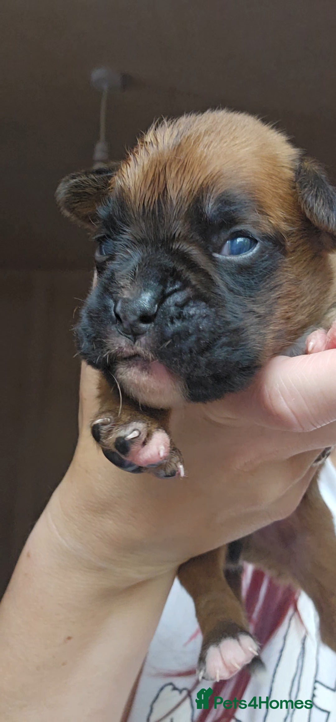 Boxer dogs for sale: *** ONLY 2 LEFT!!! *** - Image 7