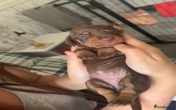 Miniature Dachshund dogs for sale: Beautiful mini Daxis  - Image 5