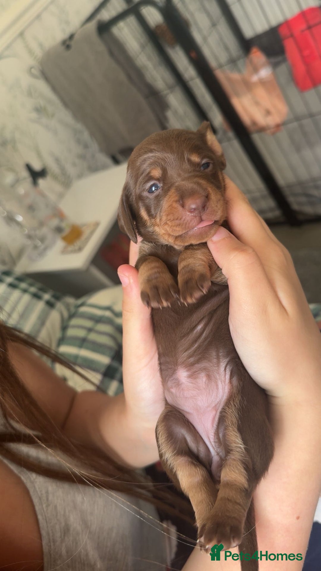Miniature Dachshund dogs for sale: Beautiful mini Daxis  - Image 5