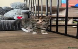 Domestic Shorthair cats for sale: Female Tabby and orange Kitten - Image 21