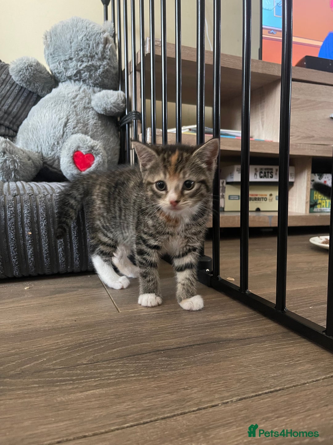 Domestic Shorthair cats for sale: Female Tabby and orange Kitten - Image 21