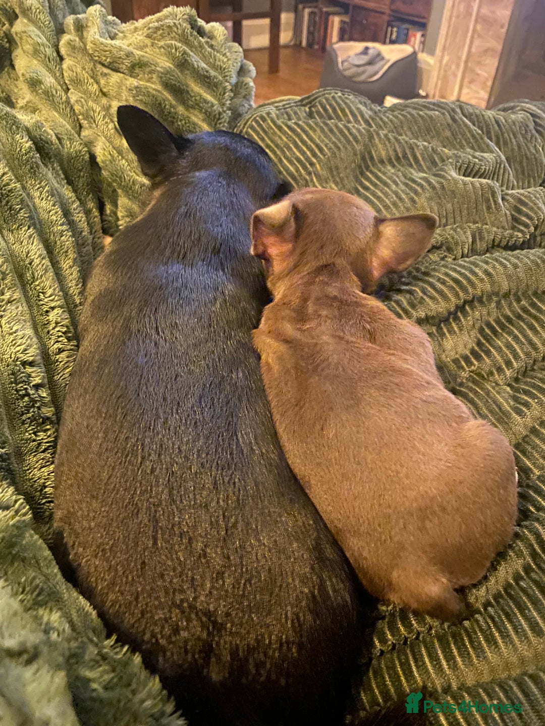 French Bulldog dogs for sale: Beautiful chocolate girl  - Advert 3