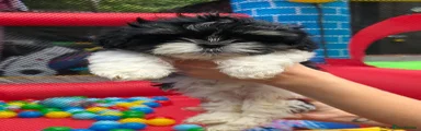 Shih Tzu Puppy 5