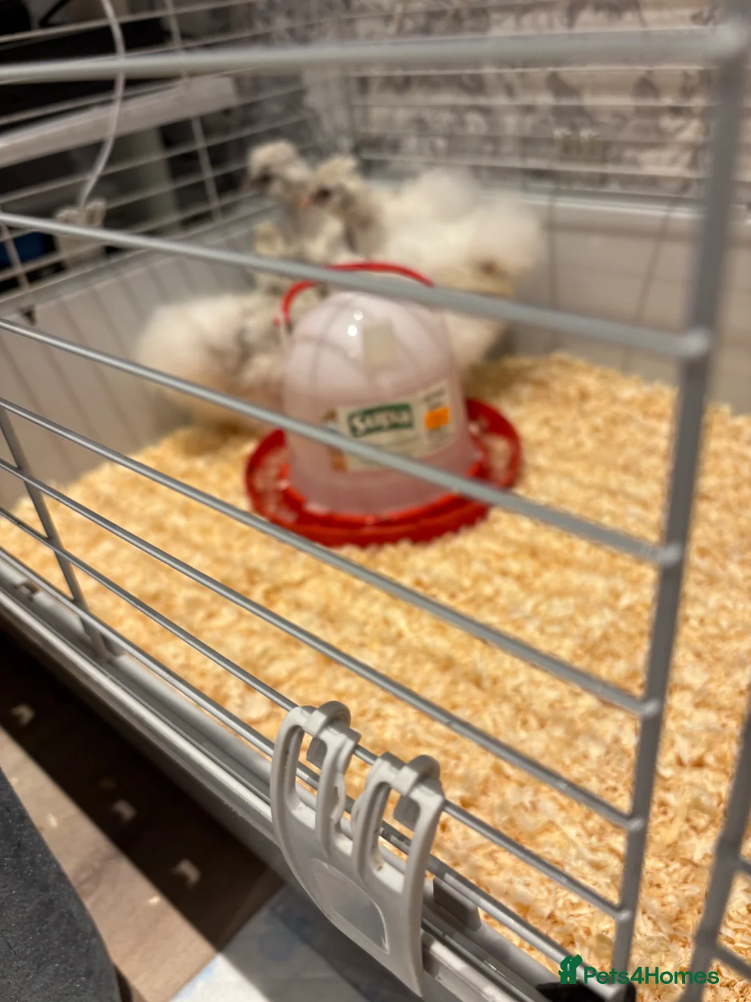 Chickens poultry for sale: 3 USA silkie chicks  - Advert 2
