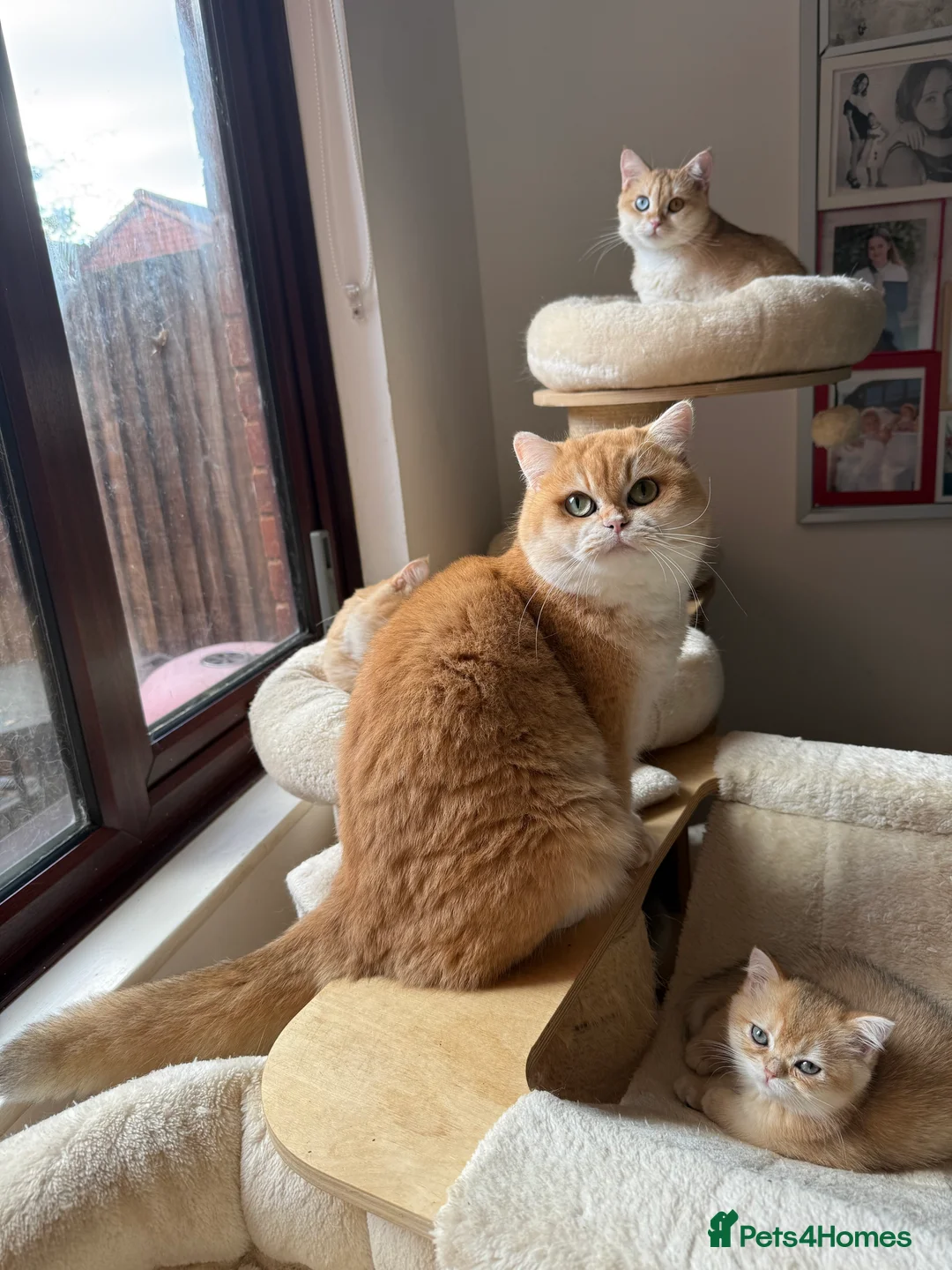 British Shorthair cats for sale: GCCF reg BSH & BLH Chocolate Gold last male female - Advert 8