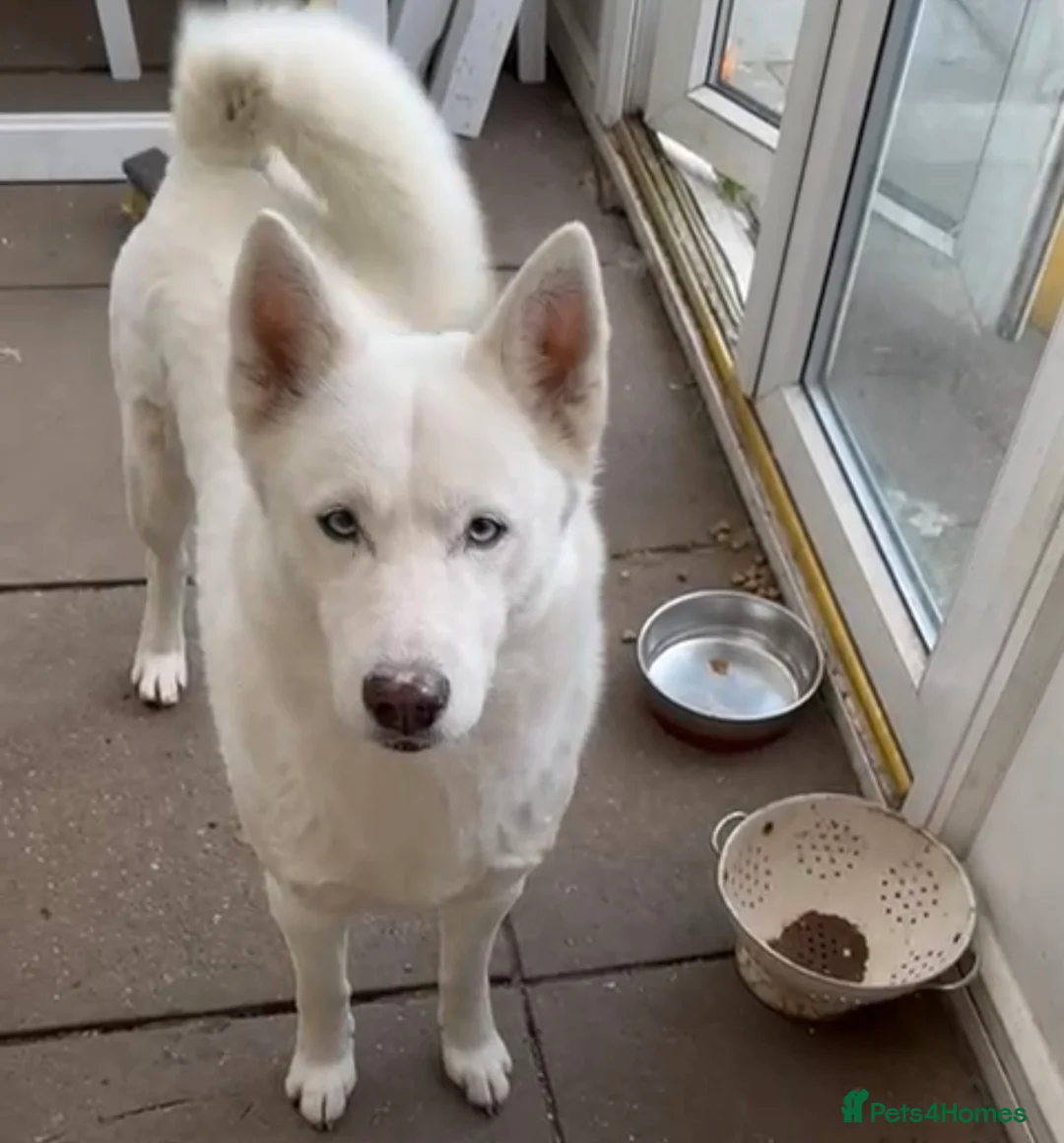 Siberian Husky dogs for stud: 🐺Lucky🐺 in Birmingham - Advert 33