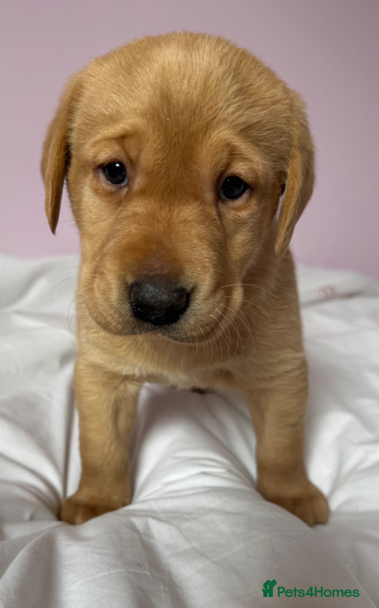 Labrador Retriever dogs Labrador pups fox red and black  - Advert 1