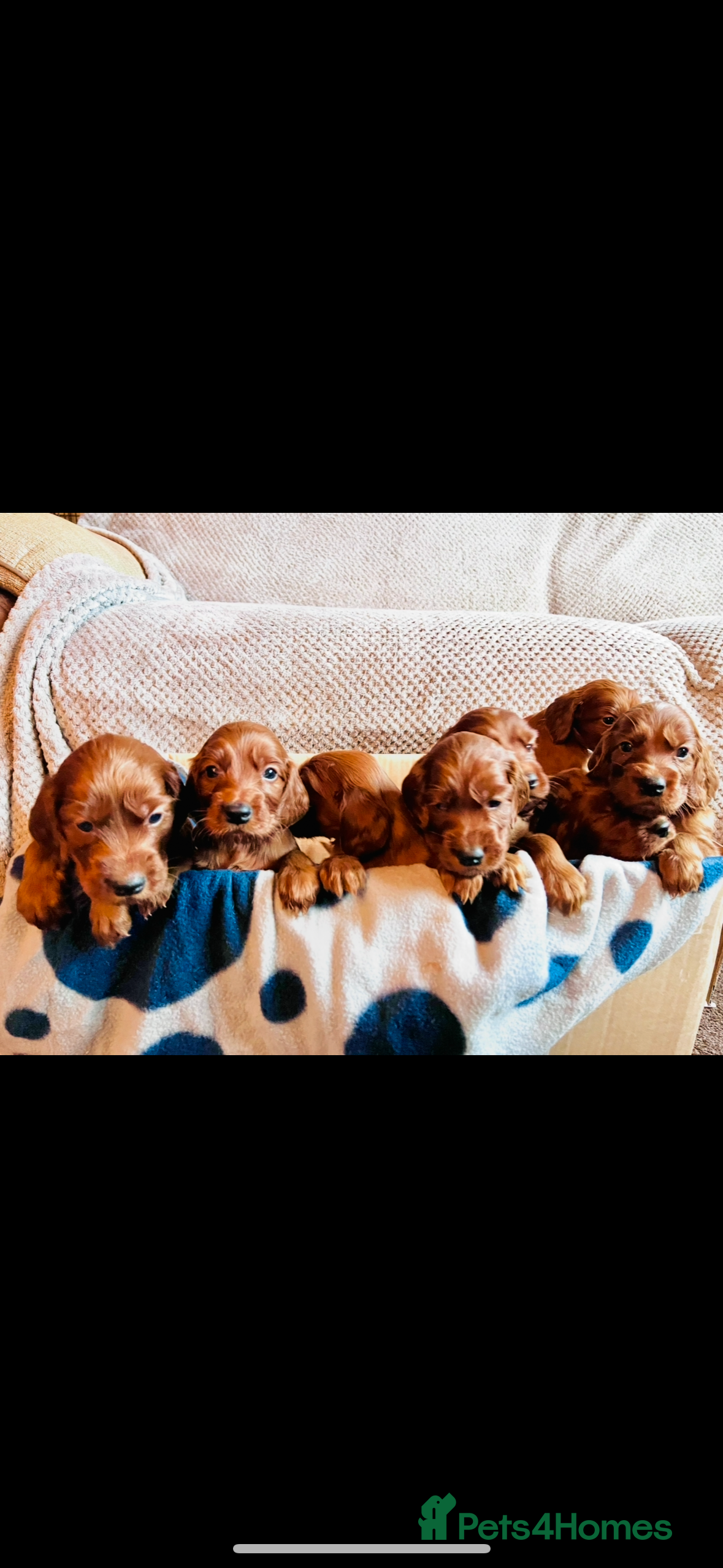 Irish Setter dogs ❤️🇮🇪Irish setter pups 🇮🇪 ❤️ - Advert 5