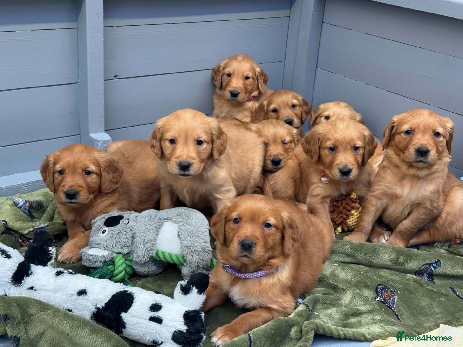 Golden Retriever dogs DARK RED KC REG GOLDEN PUPPIES HEALTH TESTED CLEAR - Advert 1