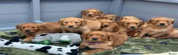 Golden Retriever dogs for sale: DARK RED KC REG GOLDEN PUPPIES HEALTH TESTED CLEAR - Advert 1