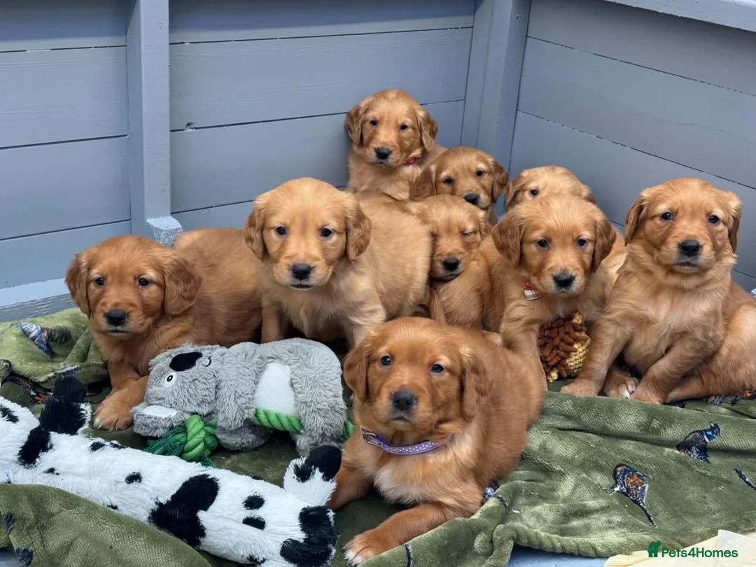 Golden Retriever dogs for sale: DARK RED KC REG GOLDEN PUPPIES HEALTH TESTED CLEAR - Advert 1