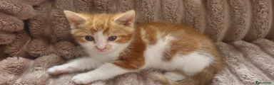Domestic Shorthair Kitten 3