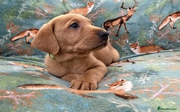 Labrador Retriever dogs for sale: KC Registered Labrador Puppies - Call  **  - Image 22