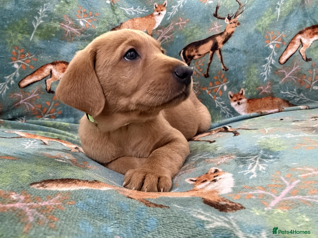 Labrador Retriever dogs for sale: KC Registered Labrador Puppies - Call  **  - Image 22