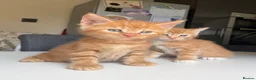 Maine Coon cats for sale: TORTOISESHELL MAINE COON X KITTENS - Advert 13