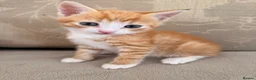 Mixed Breed cats for sale: Kitten for sale  - Advert 3
