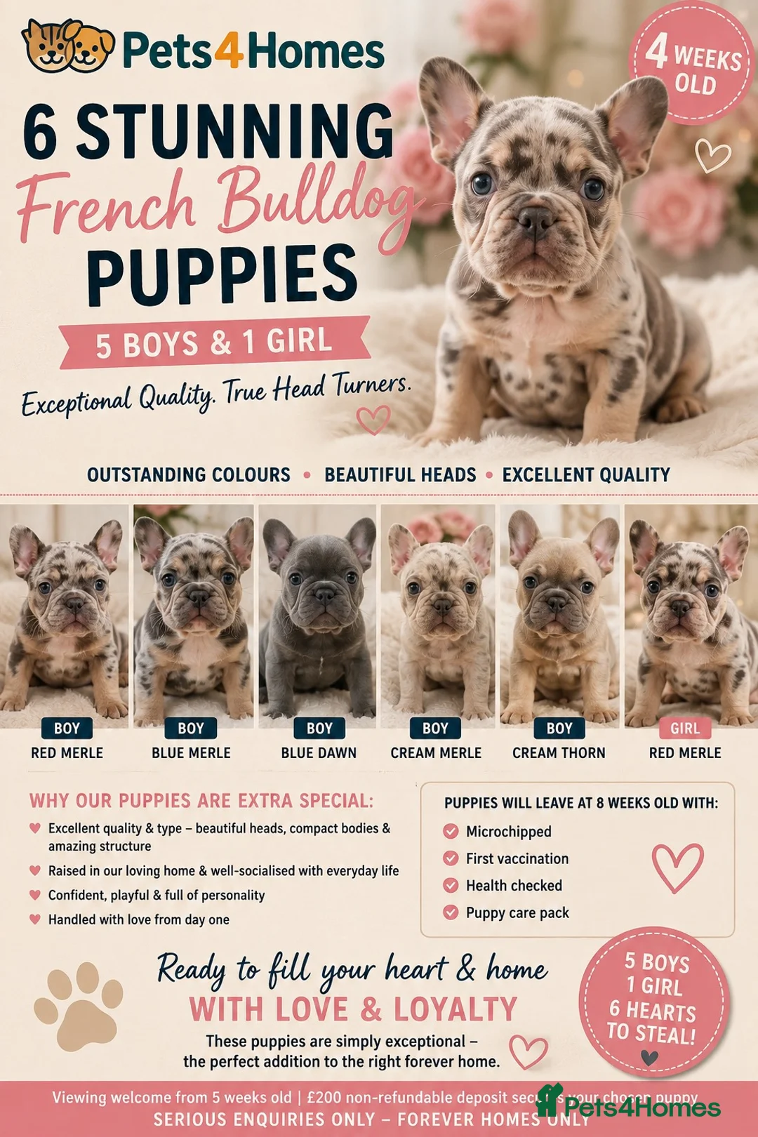 French Bulldog dogs for sale: ✨ STUNNING MERLE FRENCHIES | 5 BOYS & 1 GIRL 🫶🏻 in Derby - Advert 1