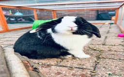 Mini Lop rabbits for sale: Two male mini lop rabbits looking for forever home - Advert 4