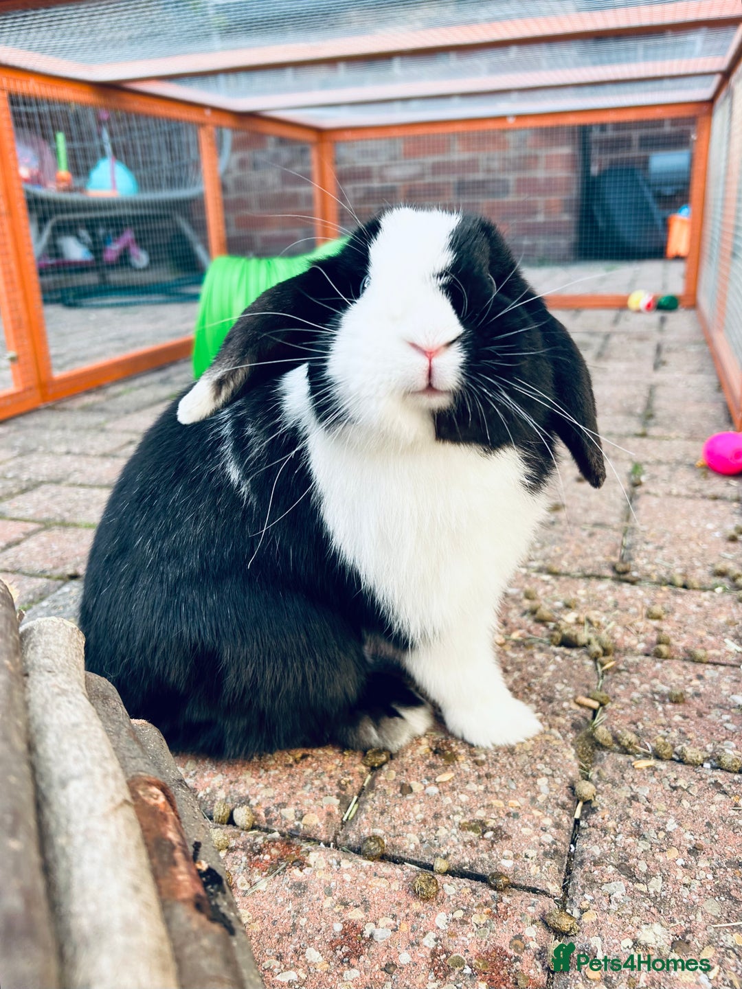 Mini Lop rabbits for sale: Two male mini lop rabbits looking for forever home - Advert 4