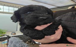 Cockapoo dogs for sale: Gorgeous F1 Cockapoo puppies  - Image 5