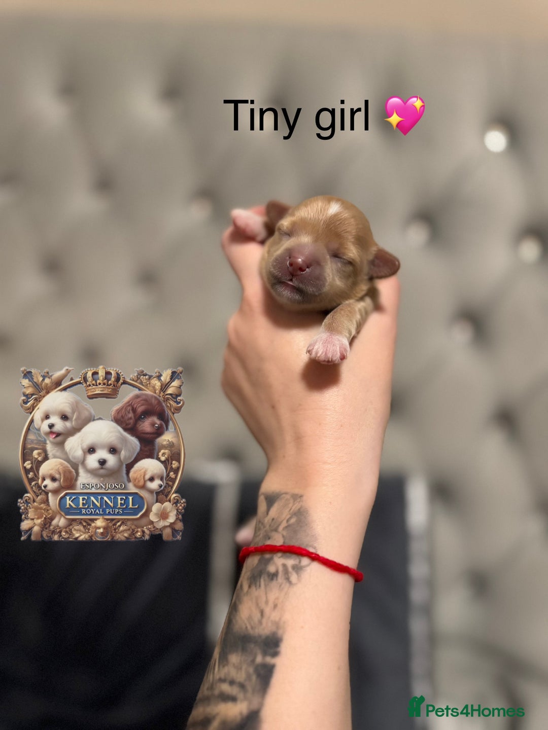 Maltipoo dogs for sale: 👑ULTRA RARE F1 ASIAN TINY MALTIPOO PUPPIES👑 - Image 5