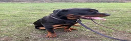 Rottweiler dogs for sale: Rottweiler  - Advert 1