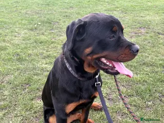 Rottweiler dogs Rottweiler - Advert 9