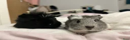 Guinea Pig rodents for sale: 2 Female young  guinea pigs for sale  - Advert 1