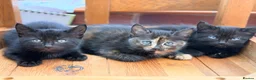 Mixed Breed cats for sale: Adorable Kittens looking for fur-ever homes - Advert 4