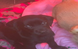 Cockerdor dogs for sale: 2 Beautiful black boy cockerdour puppies  - Image 3