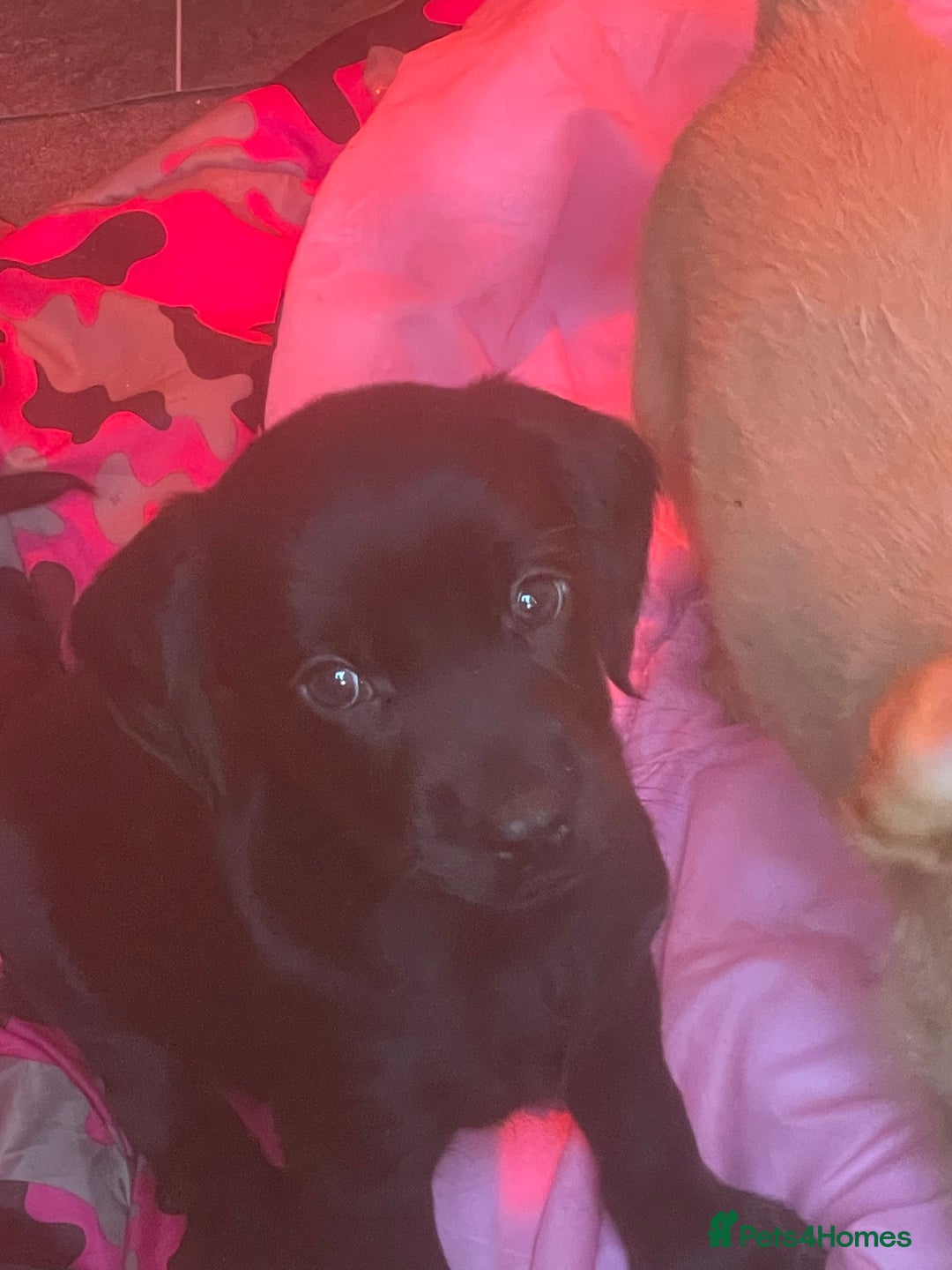 Cockerdor dogs for sale: 2 Beautiful black boy cockerdour puppies  - Image 3