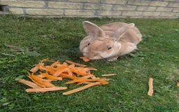 Angora rabbits for sale: Bonded Pair of Rabbits Looking for Forever Home - Image 7
