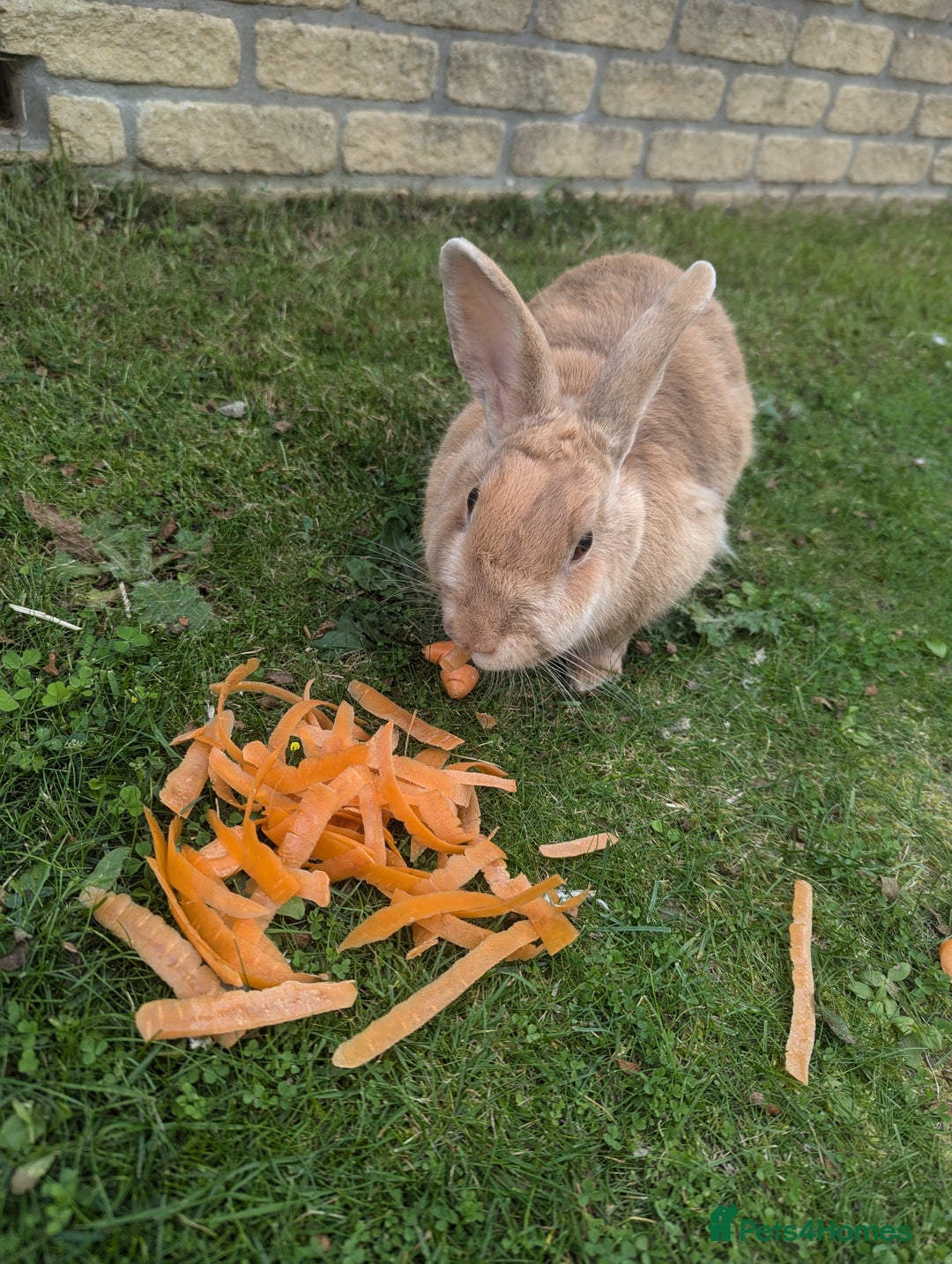 Angora rabbits for sale: Bonded Pair of Rabbits Looking for Forever Home - Image 7