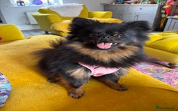 Pomeranian dogs for sale: 1.5 year old female Russian Pomeranian  - Image 5