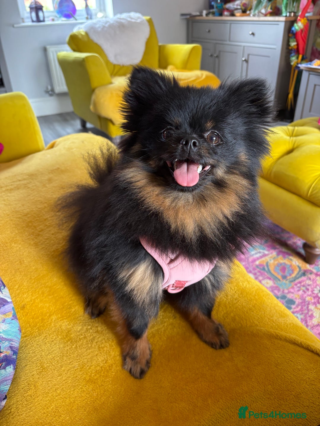Pomeranian dogs for sale: 1.5 year old female Russian Pomeranian  - Image 5