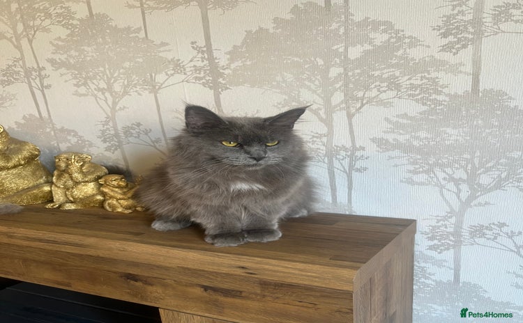 Maine Coon cats - Advert 1
