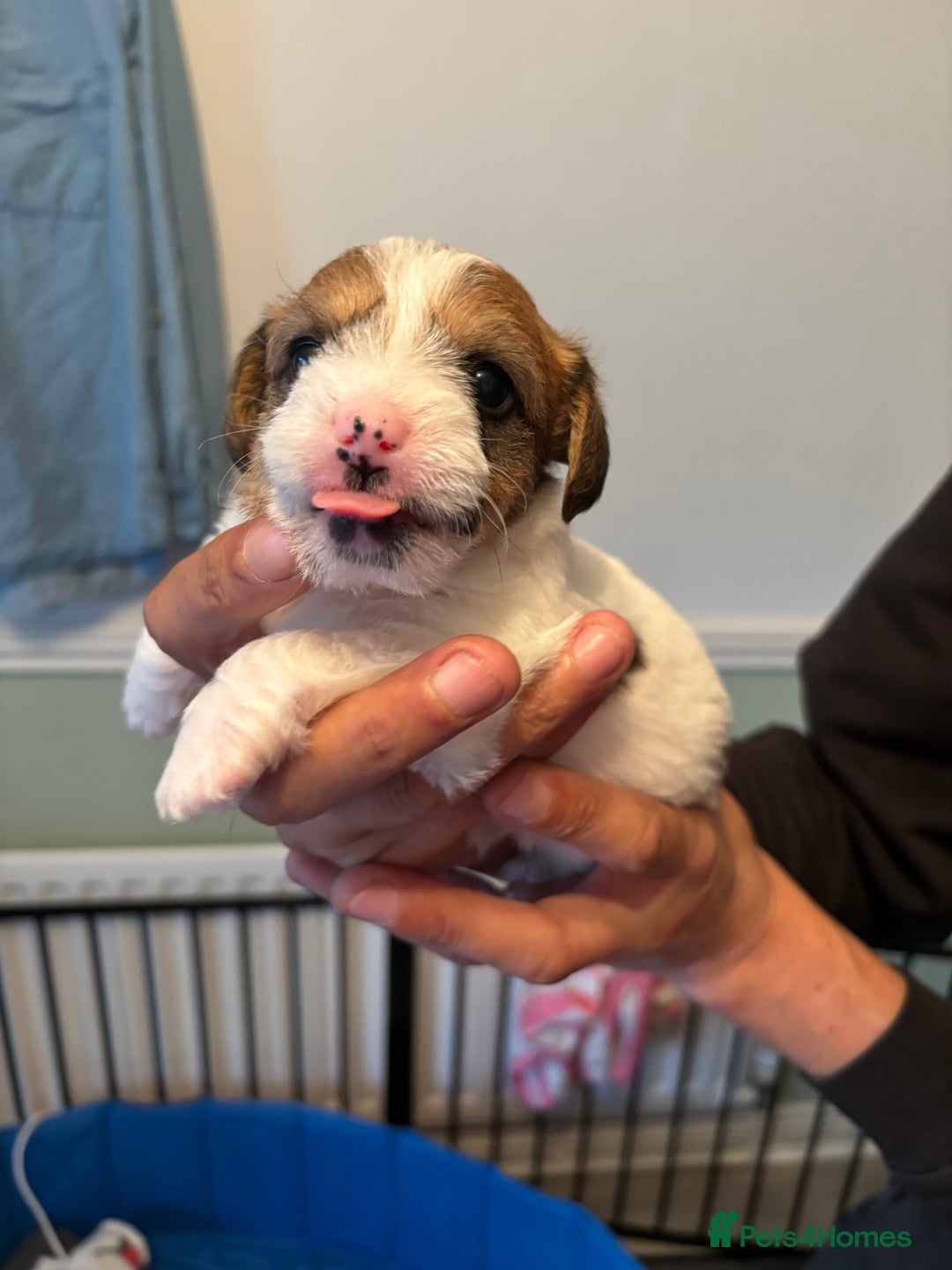 Mixed Breed dogs for sale: Jack Russel x Lucas Terrier Puppies - Image 22